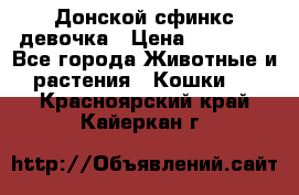 Донской сфинкс девочка › Цена ­ 15 000 - Все города Животные и растения » Кошки   . Красноярский край,Кайеркан г.